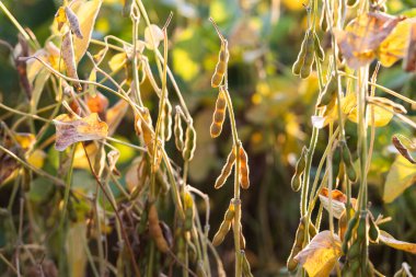 soya fasulyesi bitki alanını kapat