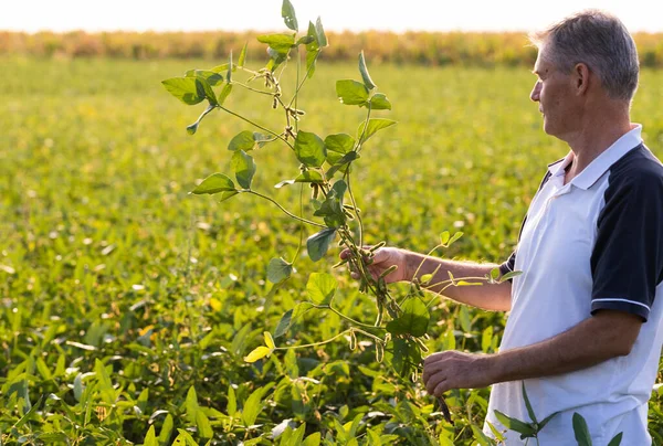 Farmer Examining Green Soybean Plant Crop Field — Stock Photo, Image