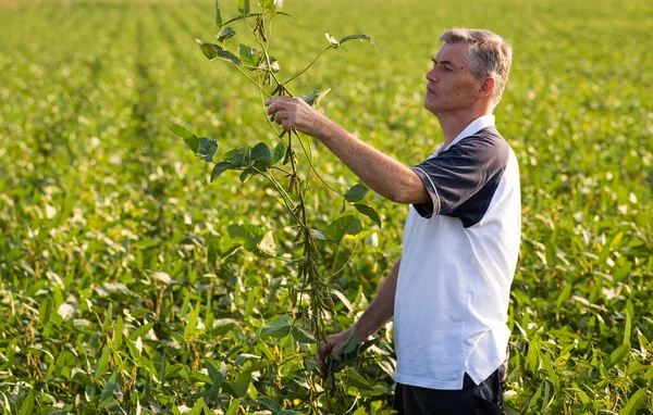 Agricultor Que Examina Planta Cultura Soja Verde Campo — Fotografia de Stock