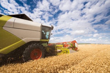 Buğday tarlasında çalışan bir biçerdöver.