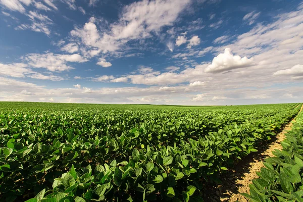 Image Rain Laden Clouds Arriving Large Soy Plantation — Stock Photo, Image