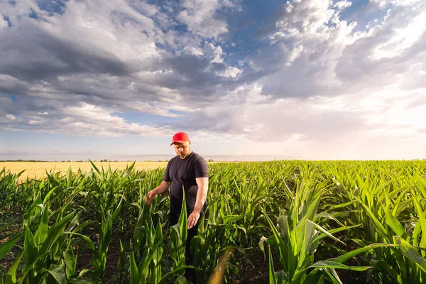 Farmer in corn fields. Growth, outdoor.
