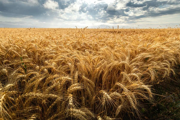 Campo Soja Trigo Antes Del Atardecer — Foto de Stock