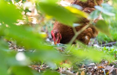 Otlakta yiyecek arayan özgür bir tavuk..