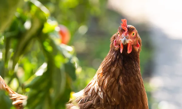 Una Gallina Campo Libre Buscando Comida Campo Herboso —  Fotos de Stock