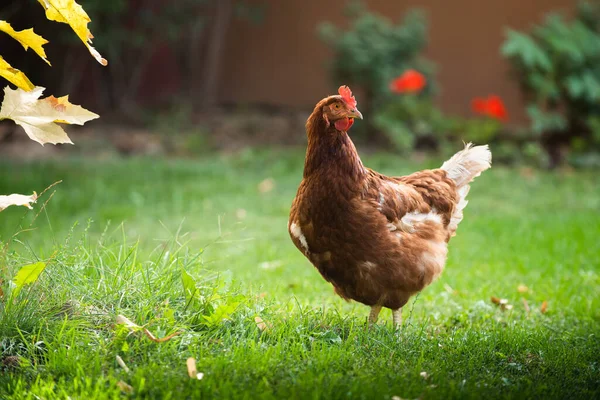 Free Range Hen Looking Food Grassy Field — Stock Photo, Image