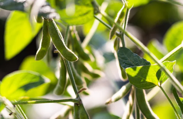 Close Soy Bean Plant Field — Stock Photo, Image