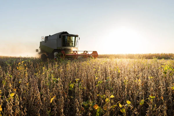 Een Combineren Oogsten Sojabonen Bij Zonsondergang — Stockfoto