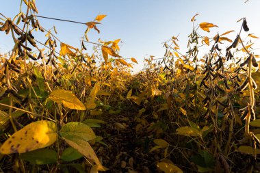 soya fasulyesi bitki alanını kapat