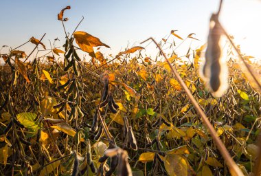 soya fasulyesi bitki alanını kapat