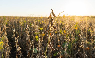 soya fasulyesi bitki alanını kapat
