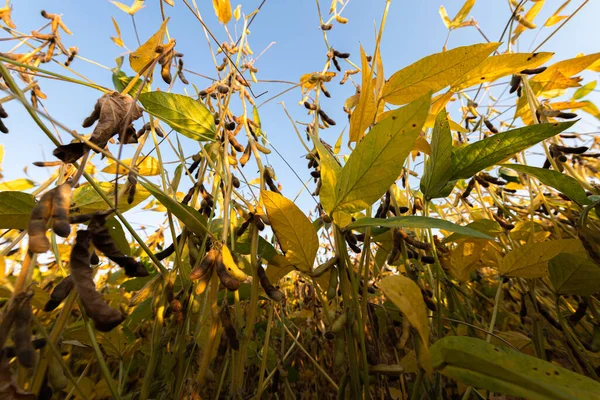 フィールドで大豆の豆植物のクローズ アップ — ストック写真
