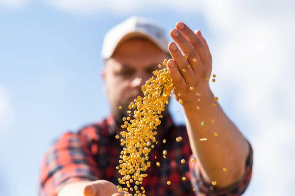 Agricultor Segurando Grãos Soja Suas Mãos Reboque Trator Após — Fotografia de Stock