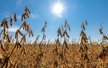 soya fasulyesi bitki alanını kapat