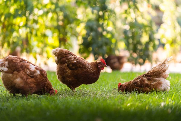 Rooster Chickens Free Range Hens — Stock Photo, Image