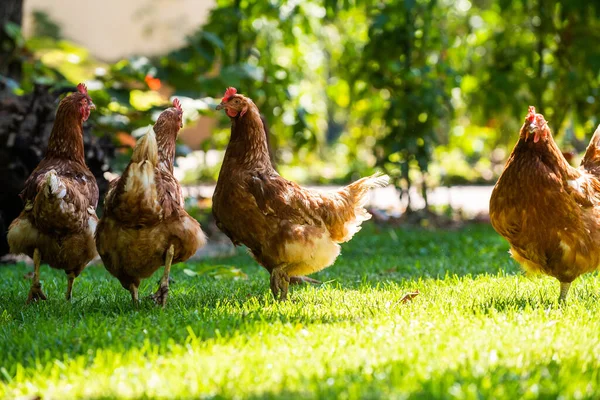 Gallo Gallinas Free Range Gallinas — Foto de Stock