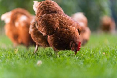 Horoz ve Tavuklar. Boş Range ve Tavuklar