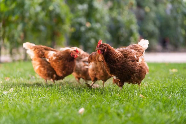 Rooster Chickens Volný Výběh Slepice — Stock fotografie