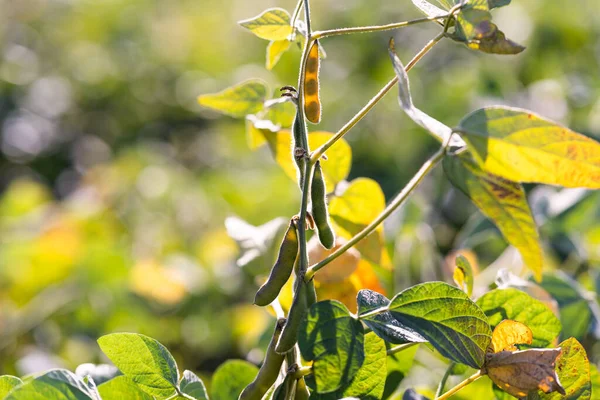 大豆豆植物在该字段中的关闭 — 图库照片