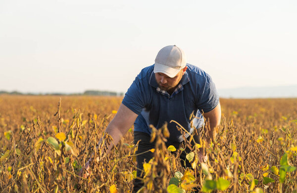 Farmer in soybean fields. Growth, outdoor.