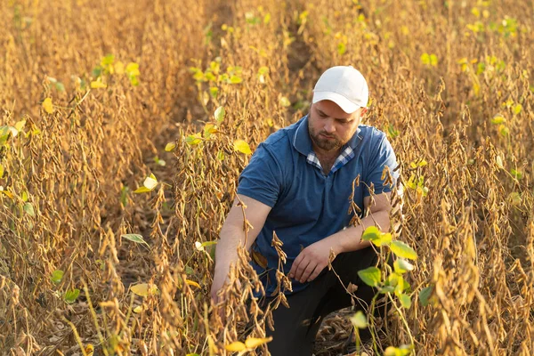 Soya Tarlasında Çiftçi Büyüme Açık Hava — Stok fotoğraf