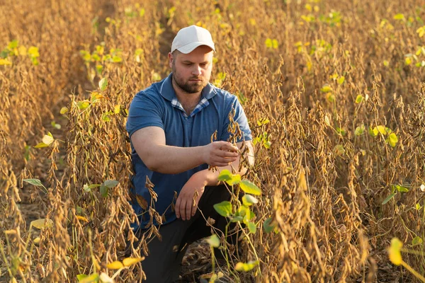 Farmář Poli Sójovými Boby Růst Venkovní — Stock fotografie