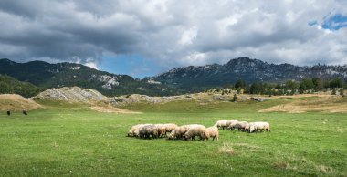 Koyun sürüsü