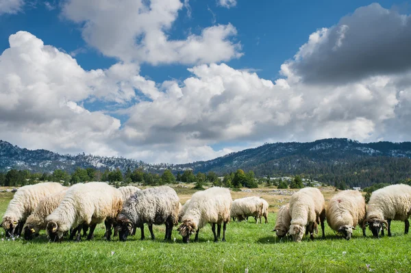 Flock of sheep — Stock Photo, Image