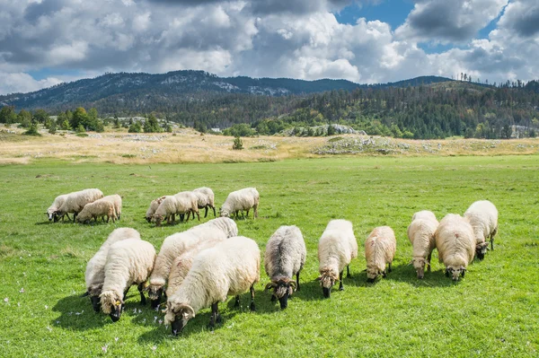 Kudde schapen — Stockfoto