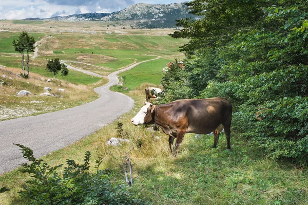 Κοπάδι των αγελάδων — Φωτογραφία Αρχείου