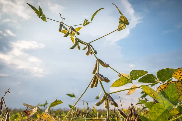 Soybean fields — Stock Photo, Image