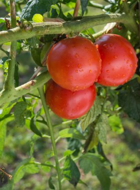 domates büyüyen