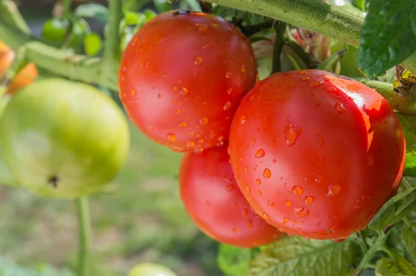 Cultivo de tomates — Fotografia de Stock