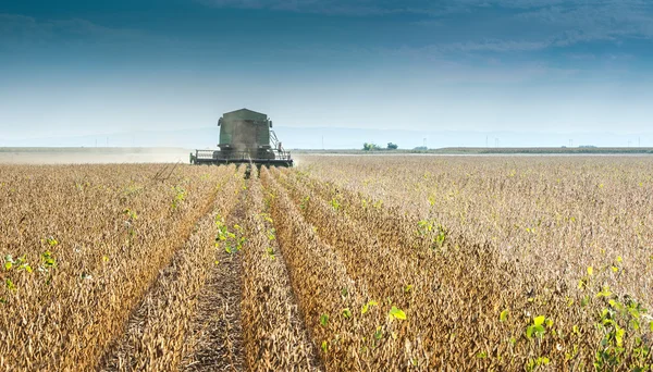 Harvesting soybean — Stock Photo, Image