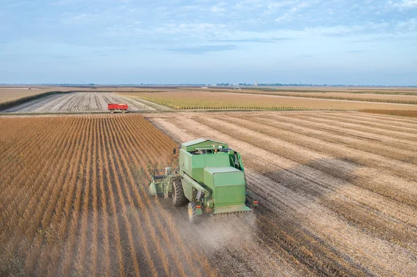 Harvesting soybean — Stock Photo, Image