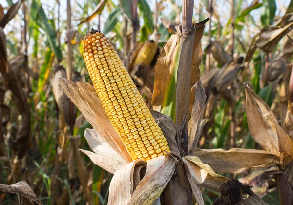 Corn on the stalk — Stock Photo, Image