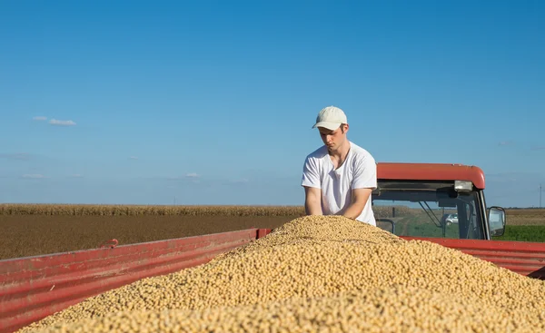 Soya fasulyesi — Stok fotoğraf