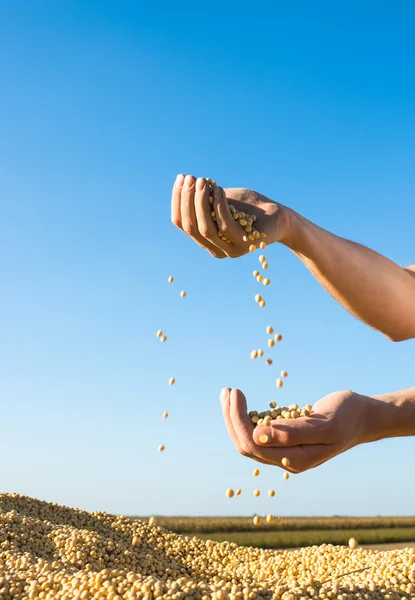 Soy beans — Stock Photo, Image