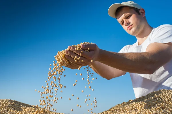 Sojabönor — Stockfoto