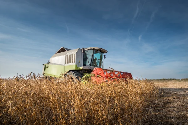 Harvesting of soy bean — Stock Photo, Image