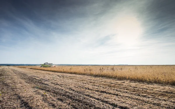 Cosecha de soja — Foto de Stock