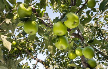 Yeşil elma 