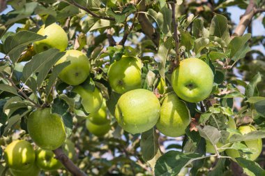 Yeşil elma 