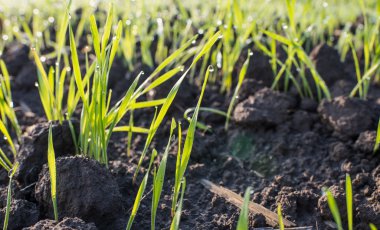 Genç buğday alanı 