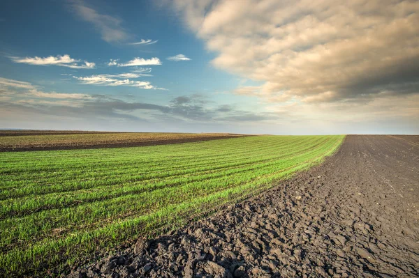 Campo seminativo — Foto Stock