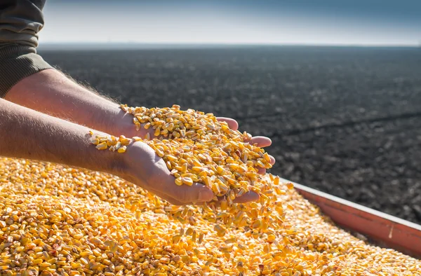 Corn το σπόρο — Φωτογραφία Αρχείου