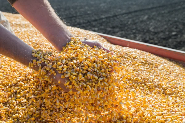 Semilla de maíz — Foto de Stock