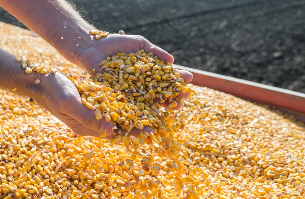 Corn seed — Stock Photo, Image