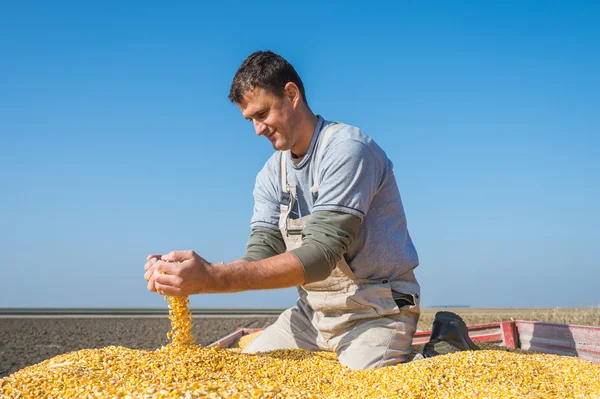 Agricultor detentor de milho maduro — Fotografia de Stock