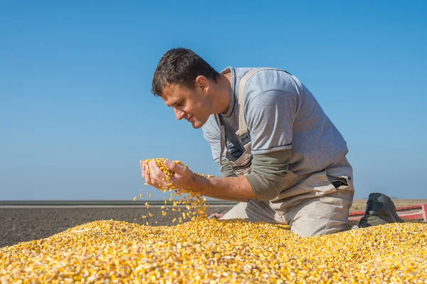 Agricultor detentor de milho maduro — Fotografia de Stock